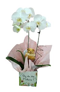Orquídea Belezura