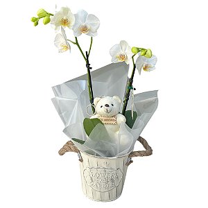 Orquídea Capricho