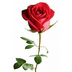 Rosa Solitária Vermelha