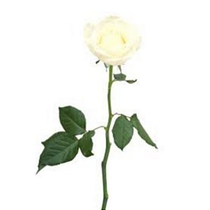 Rosa Branca Solitária