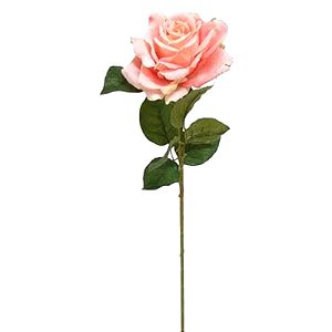 Rosa Cor de Rosa Solitário