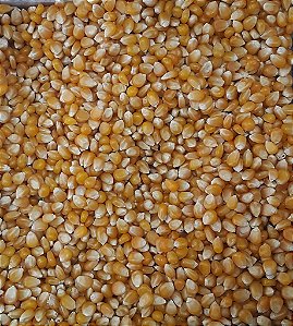 MILHO PARA PIPOCA 100G