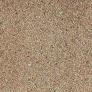 ALPISTE CANADENSE 100G