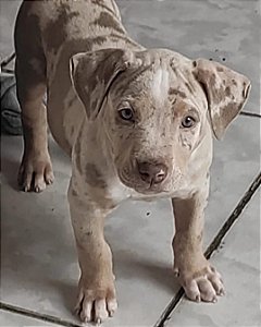 Pit Monster tri merle Lilac