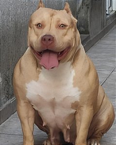 lojas pitbull sao paulo