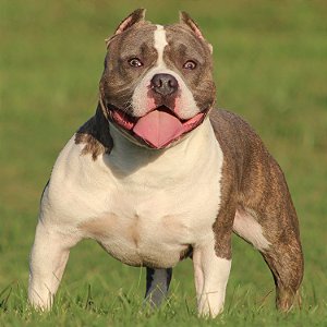 American bully standard Filhote
