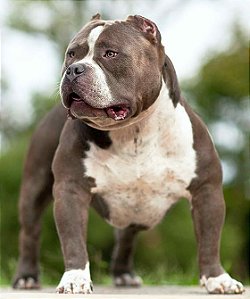 American bully standard Filhote preço