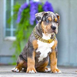 American Bully Merle standard