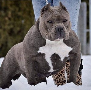 American bully pocket blue