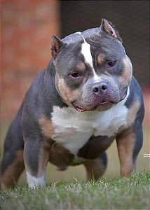 American Bully pocket tri blue