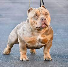 American bully pocket tri merle