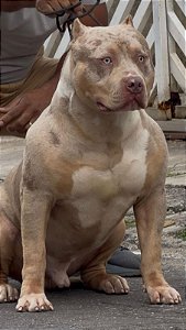 Pit Monster Tri lilac merle