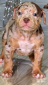 Brazilian bull Pit Monster filhote tri chocolate Merle