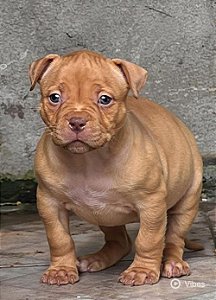 Brazilian bull filhote Gold