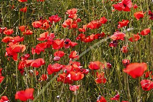 Valensole França