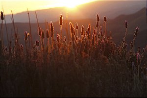 Campos de Lavanda