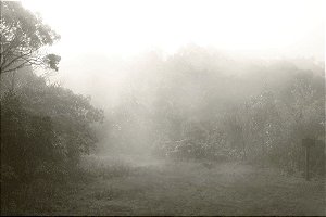 Neblina