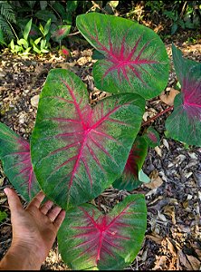 Caladium Pink Veins (Caladium bicolor)