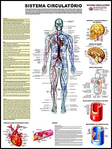 Conjunto com 30 mapas (pranchas) de Biologia / Ciências