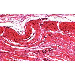 Conjunto de 80 lâminas biológicas preparadas de Histologia