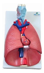 Modelo Anatômico do Sistema Respiratório - 7 partes