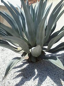 Agave Americana ou Agave Azul