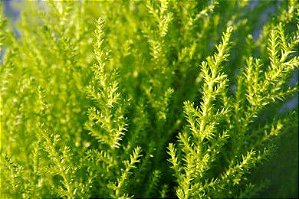 Pinheiro Tuia Holandesa