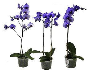 Orquídea Phalaenopsis Roxa