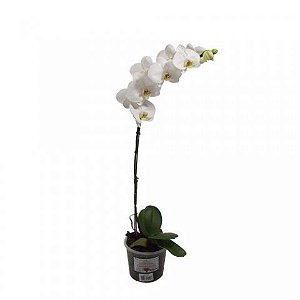 Orquídea branca, Comprar muda de orquídea branca online no RJ, Phalaen -  Flora Delivery