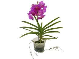 Orquídea Vanda Rosa