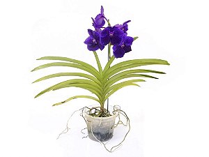 Orquídea Vanda Lilás