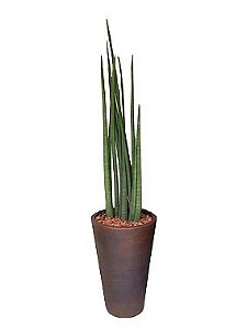 Sansevieria em Vaso de Polietileno (Médio)