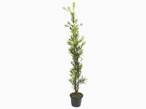 Podocarpo 1m80cm a 2m Planta para Jardim