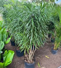 Pleomele Fita Verde 1,50m á 1,70m