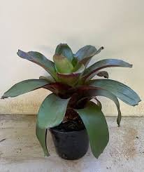 Bromelia Imperial 60m á 70cm