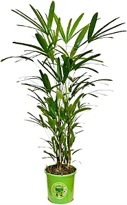 Palmeira Ráfis Premium (1m a 1,30m)