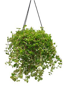 Dinheiro em Penca Cuia 21