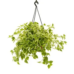 Peperomia Variegata Cuia 21