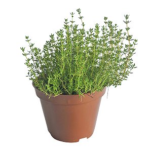 Tomilho pote 15