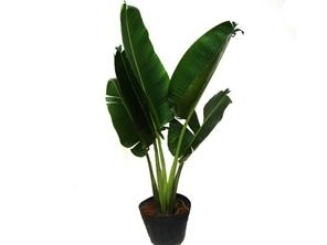 Ravenala (0,90m)  Pote Extra Grande - Indoor Plantas