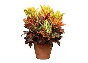 Croton Norma