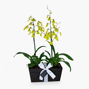 Caixa Dupla de Orquídeas Chuva de Ouro