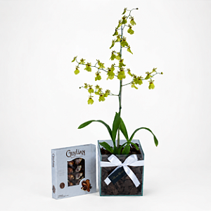 Orquídea Chuva de Ouro com Chocolate Belga