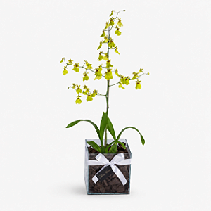 Orquídea Chuva de Ouro