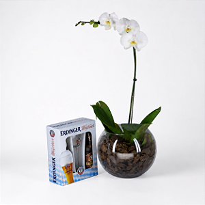 Kit Phalaenopsis com Erdinger