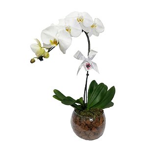 Orquídea Phalaenopsis Cascata