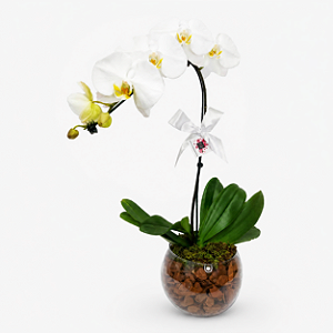 Orquídea Phalaenopsis Cascata