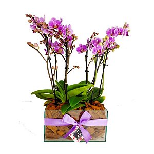 Quadra de Mini Orquídea Phalaenopsis