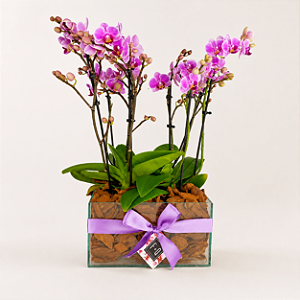Quadra de Mini Orquídeas Phalaenopsis