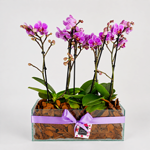 Trio de Mini Orquídeas Phalaenopsis